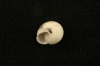 扁蝸牛藏品圖，第2張